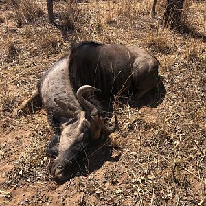 South Africa Cull Hunting Blue Wildebeest