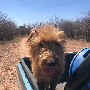 Hunting Dog South Africa