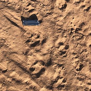 Hyena Tracks South Africa