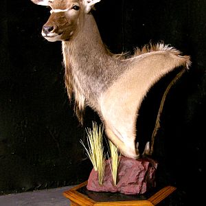 Kudu Pedestal Mount Taxidermy