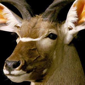 Kudu Pedestal Mount Taxidermy