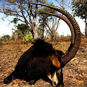 Hunting 45" Inch Sable Antelope in Zambia