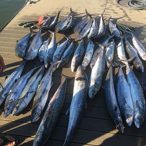 Fishing Freeport Grand Bahama