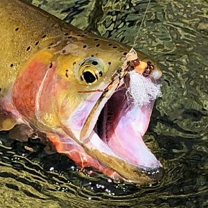 Montana, Idaho & Wyoming USA Fly Fishing Rainbow Trout