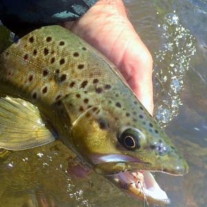 Fly Fishing Brown Trout in Montana, Idaho & Wyoming USA