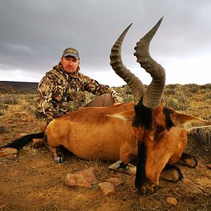 Red Hartebeest Bow Hunting South Africa