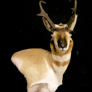 Pronghorn Wall Pedestal Mount Taxidermy