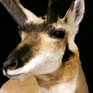 Pronghorn Wall Pedestal Mount Taxidermy