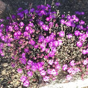 Wild Veld Flowers South Africa