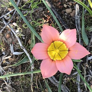 Wild Veld Flowers South Africa