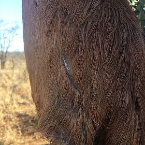 Leopard claw marks in the hide of the Impala