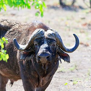 Cape Buff in the Mopani