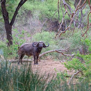 Cape Buff in the Limpopo Riverine Forest