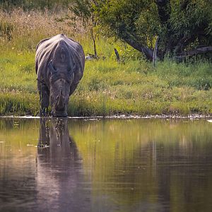 White Rhino - Pilansberg