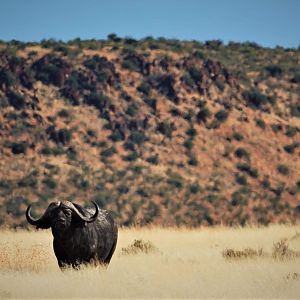 Cape Buffalo in South Africa