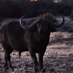 Cape Buffalo in South Africa