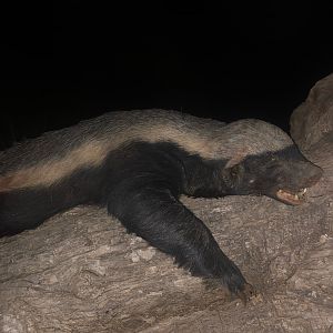 Hunt African Honey Badger in South Africa