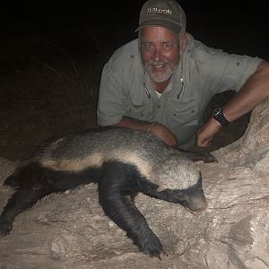 South Africa Hunting African Honey Badger