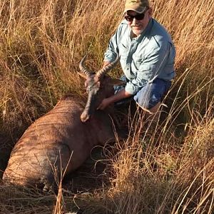 Tsessebe Hunting South Africa