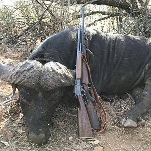 South Africa Hunt Cape Buffalo