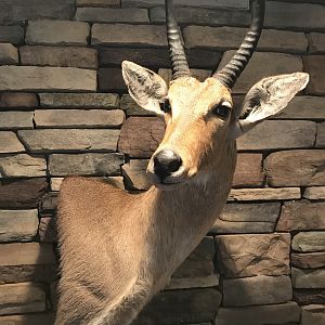 Reedbuck Wall Pedestal Mount Taxidermy