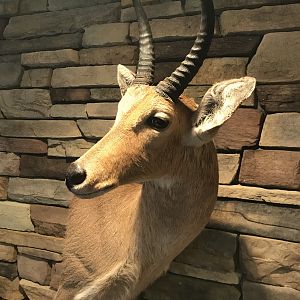 Reedbuck Wall Pedestal Mount Taxidermy