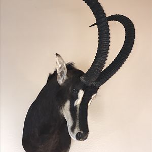 Sable Shoulder Mount Taxidermy