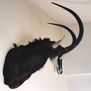 Sable Shoulder Mount Taxidermy