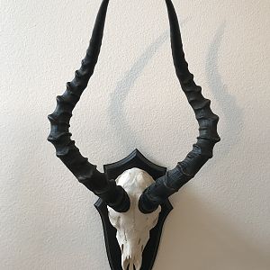 Impala European Skull Mount Taxidermy