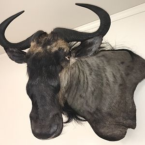 Blue Wildebeest Shoulder Mount Taxidermy