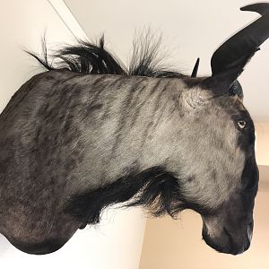 Blue Wildebeest Shoulder Mount Taxidermy