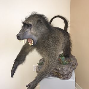 Baboon Full Mount Taxidermy