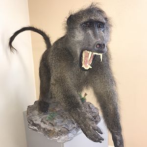 Baboon Full Mount Taxidermy