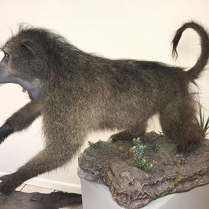 Baboon Full Mount Taxidermy