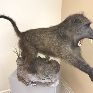 Baboon Full Mount Taxidermy