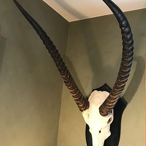 Waterbuck European Skull Mount Taxidermy