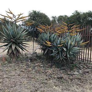 Aloe South Africa