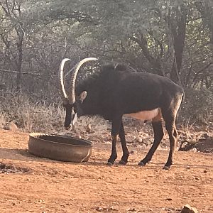 Sable Antelope South Africa