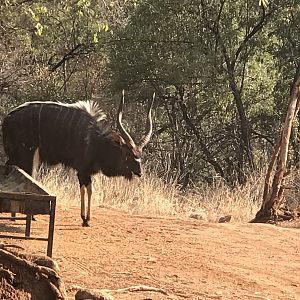 Nyala South Africa