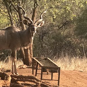 Kudu South Africa