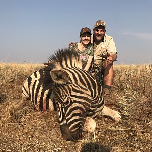 Hunt Burchell's Plain Zebra in South Africa