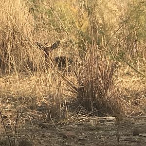 Steenbok in the grass