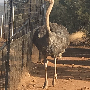 Ostrich South Africa