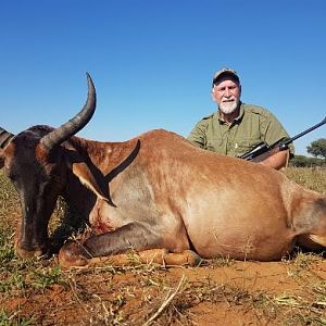 Hunting Tsessebe in South Africa