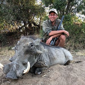 Warthog Hunt Zimbabwe