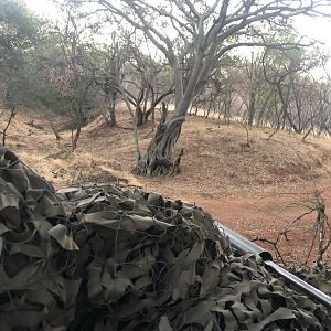 South Africa Hunting Bushpig