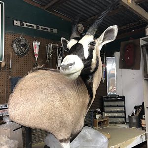 Gemsbok Taxidermy Progress