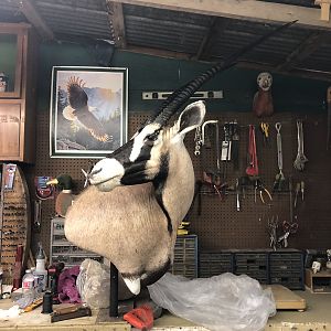 Gemsbok Taxidermy Progress