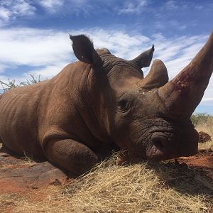 Hunting White Rhino in South Africa