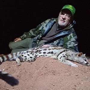 South Africa Hunting Genet Cat